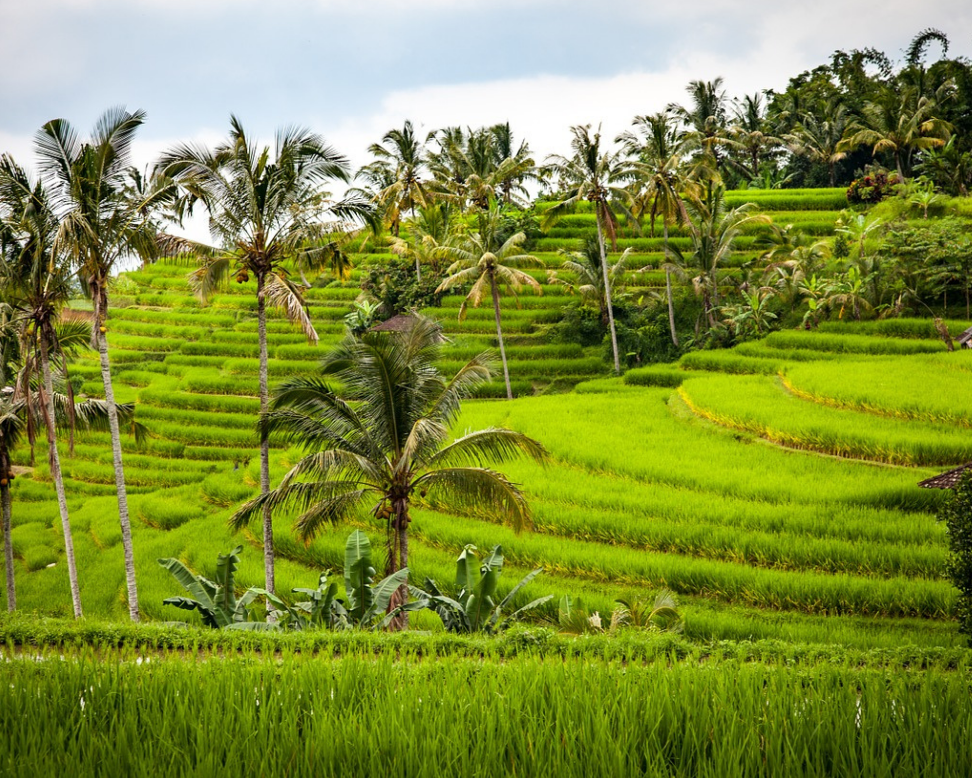 Hotels met Swim Up Rooms in Bali